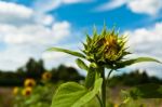 Fresh Sunflower Stock Photo