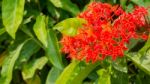 Ixora Flower Stock Photo