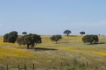 Spring Landscape In Alentejo Stock Photo