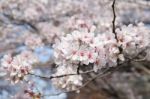 Sakura Cherry Blossom Stock Photo