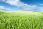 Green Field Stock Photo