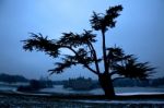 Leeds Castle Under Tree Stock Photo