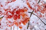 Red Fall Maple Tree Covered In Snow,south Korea Stock Photo