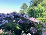 Rhododendron-flowers In The Park Stock Photo