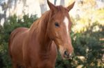 Horse In The Paddock Stock Photo