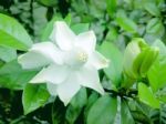 Gardenia Flower Stock Photo