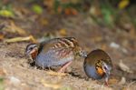 Rufous-throated Partridge Stock Photo