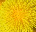 Dandelion Stock Photo