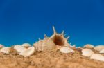 Minimalist Background Representing The Summer With Snails Clams Goggles And Sand On Celestial Stock Photo