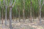 Rubber Trees Stock Photo