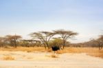 Ostrich In National Park In Ethiopia Stock Photo