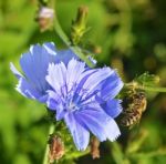 Chicory And Bee Stock Photo