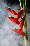 Heliconia Stricta Still Life On Black Background Stock Photo