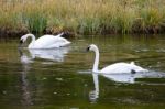 Trumpeter Swan (cygnus Buccinator) Stock Photo