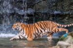 Tiger Walking Into Water Stock Photo