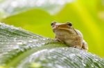 Frog In The Wild Stock Photo