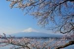 Mt Fuji And Cherry Blossom Stock Photo