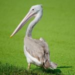 Spot-billed Pelican Stock Photo