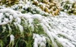 Juniper Branches Covered With Snow Stock Photo