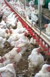 Sick Chicken Or Sad Chicken In Farm,epidemic, Bird Flu, Health Problems Stock Photo