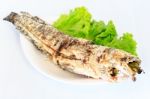 Grilled Salted Catfish Stock Photo