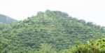 Mountain View Of Rubber Trees Stock Photo