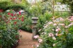 Walkway In Botanic Rose Garden Stock Photo