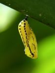 Butterfly Chrysalis Stock Photo