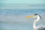 Closeup Of A Heron On A Maldivian Island Stock Photo