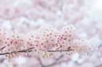 Cherry Blossom With Soft Focus, Sakura Season In Korea,background Stock Photo