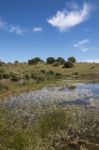 Landscape With Temporary Pond Stock Photo