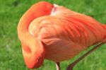 American, Caribbean And Greater Flamingo Stock Photo