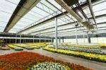 Group Of Colorful Flowers In Glass House Stock Photo