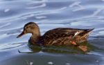 Beautiful Image Of A Mallard Swimming In Lake Stock Photo