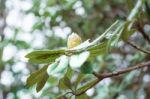 Colorful Flower Rhododendron Arboreum In Spring Time For Backgro Stock Photo