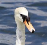 Beautiful Portrait Of The Female Mute Swan Stock Photo