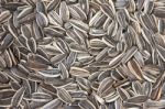 Sunflower Seeds Stock Photo