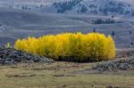 Countryside Of Yellowstone National Park Stock Photo