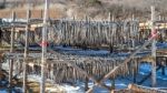 Stockfish Or Fish Drying In South Korea Stock Photo