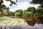 Lake Landscape With Water Lilies Stock Photo