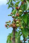 Cherry Tree/flower Stock Photo