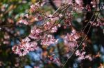 Wild Himalayan Cherry Stock Photo