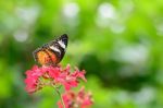 The Butterfly And Red Flower Stock Photo