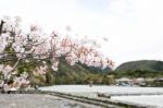 Sakura Cherry Blossom Stock Photo