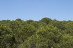 Young Pine Trees Stock Photo