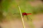 
Dragonfly Stock Photo