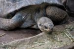 Galapagos Giant Tortoise (chelonoidis Nigra) In The Bioparc Fuen Stock Photo