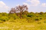 Landscape In Botswana Stock Photo