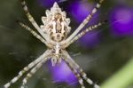 Argiope Lobata Stock Photo