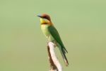 Chestnut Headed Bee Eater Stock Photo